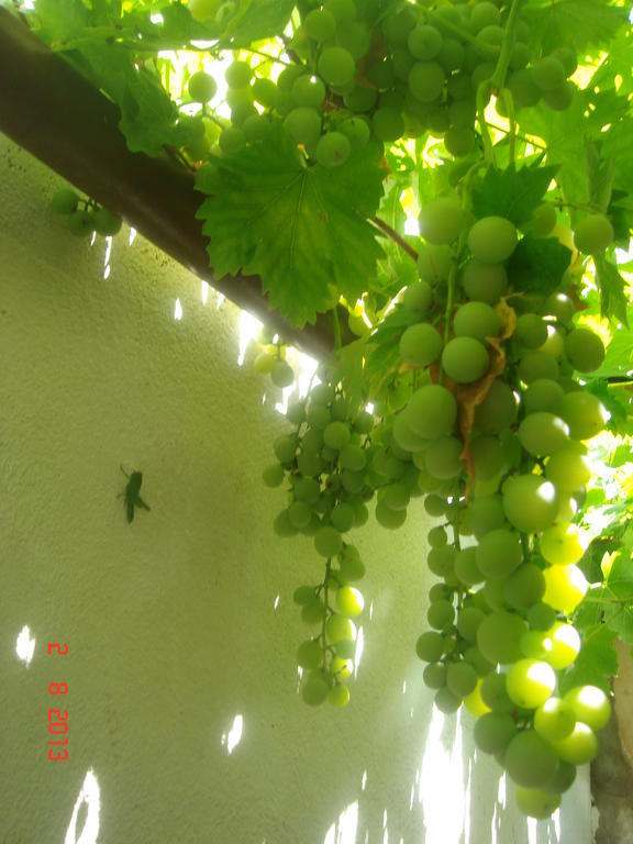 פרימוסטן Apartments Renata מראה חיצוני תמונה